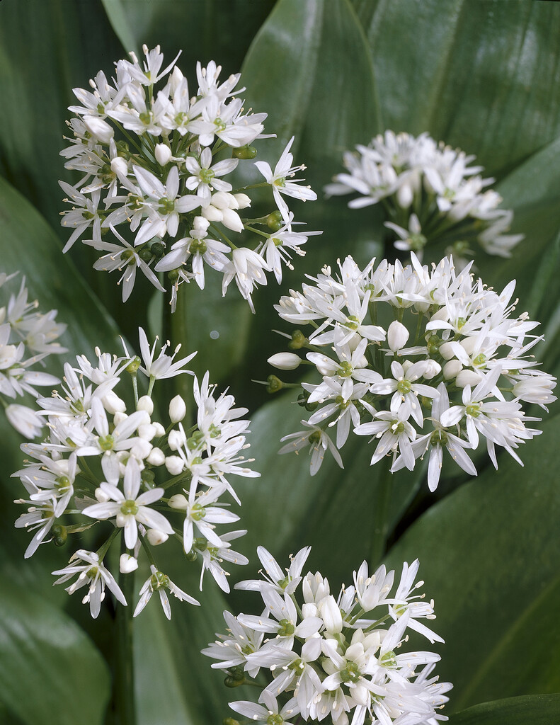 Allium Ursinum I