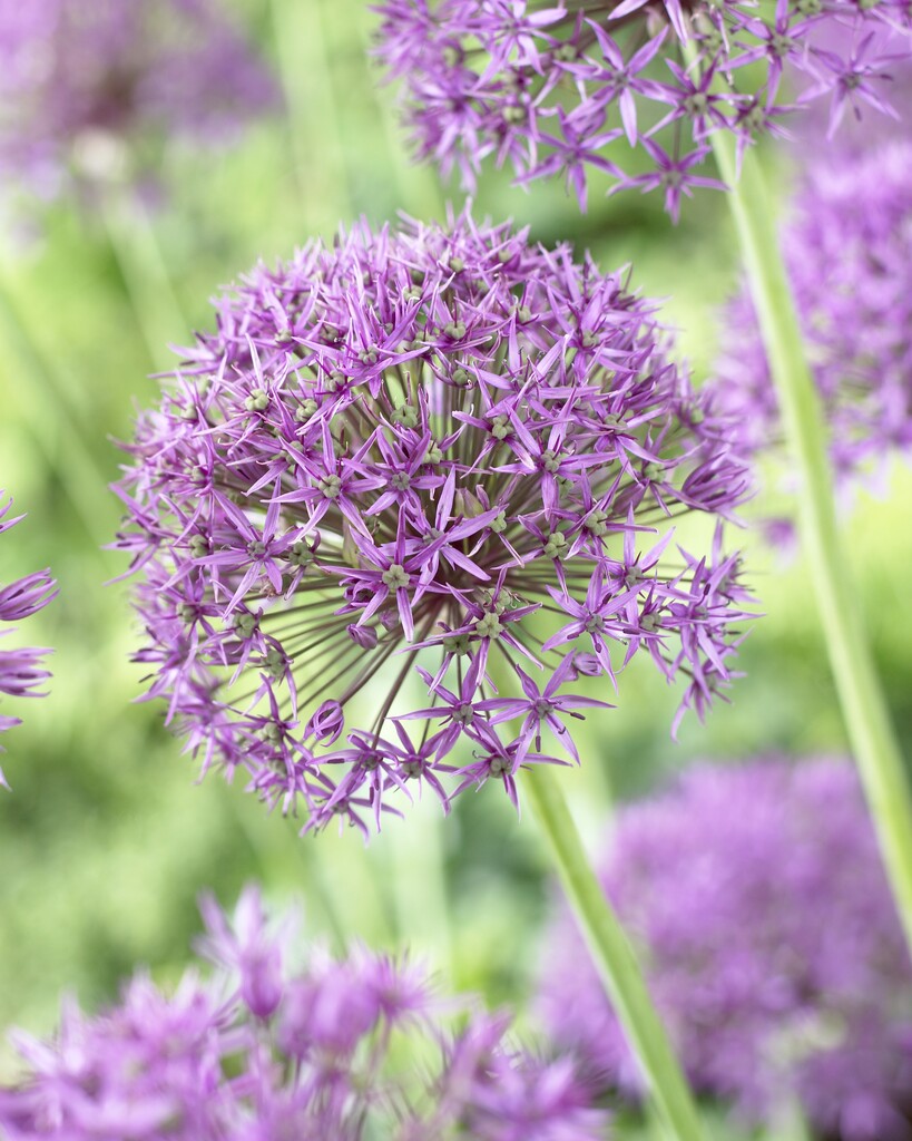 Allium Violet Beauty 12/14