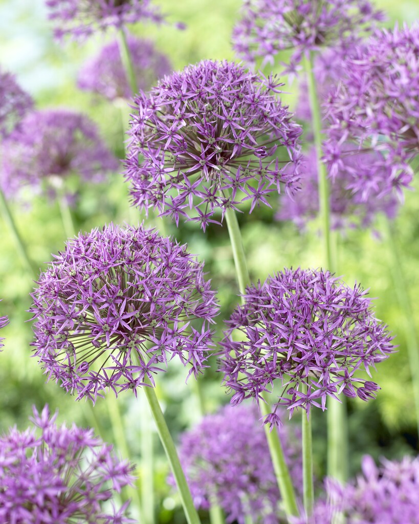 Allium Violet Beauty 12/14
