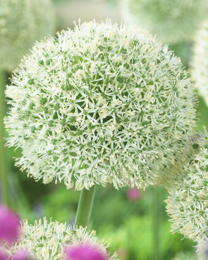 Allium White Giant 28/+