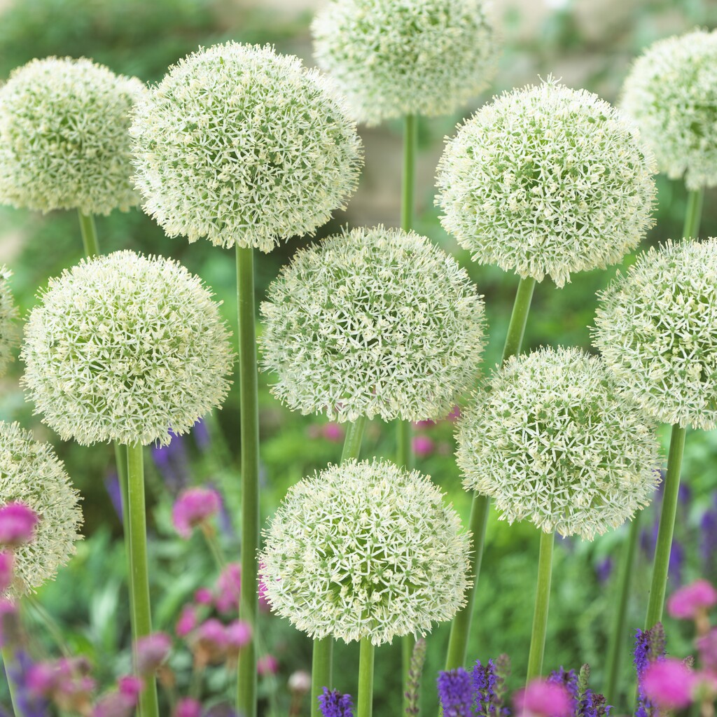 Allium White Giant 28/+