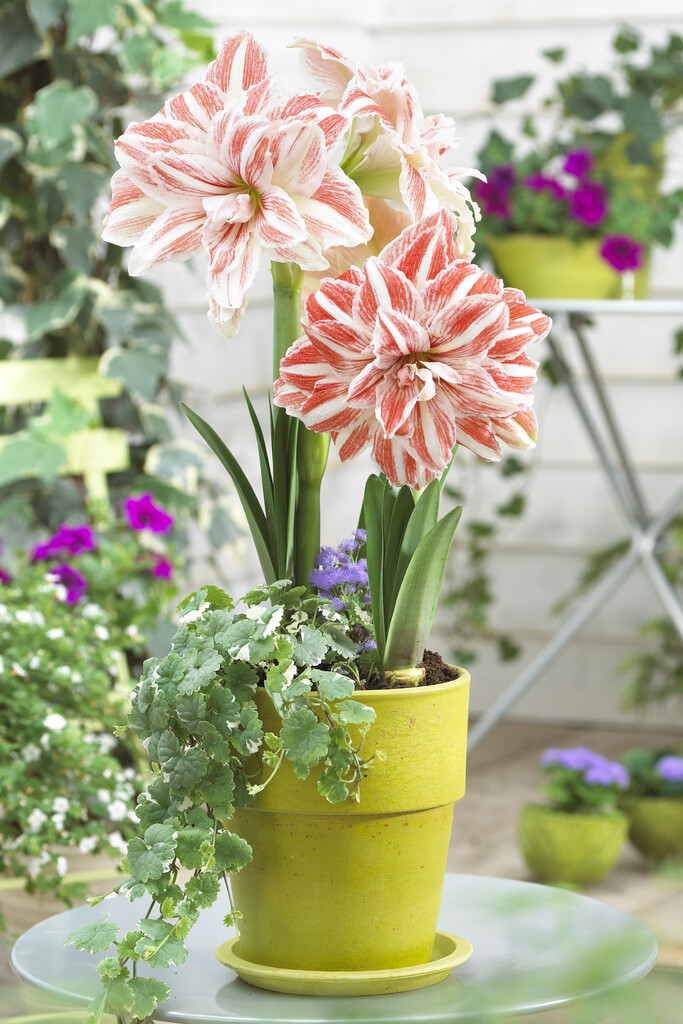 Amaryllis Dancing Queen 30/32