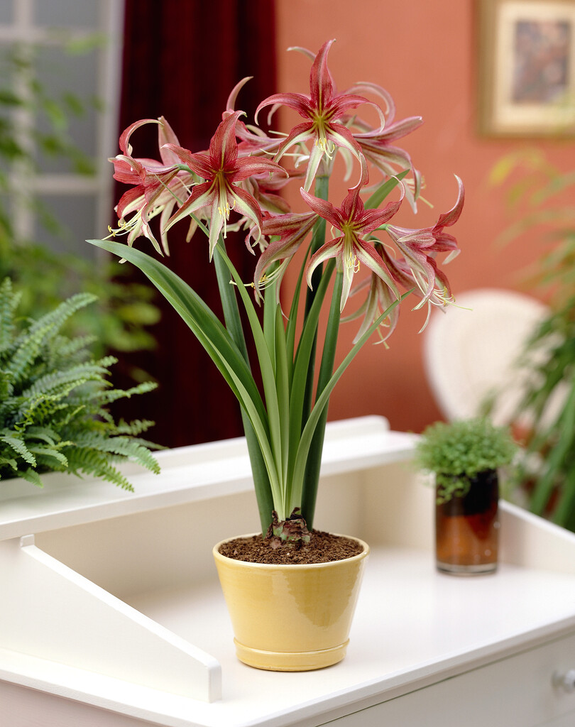 Amaryllis La Paz 30/32