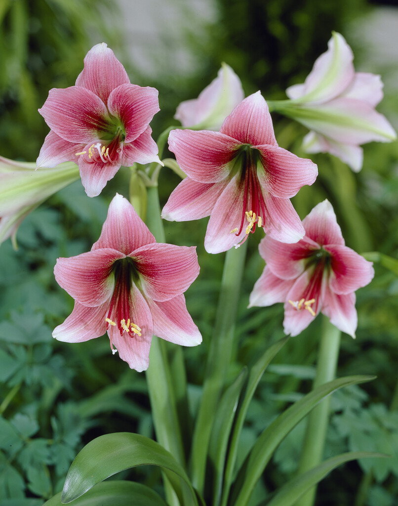 Amaryllis Misty 30/32