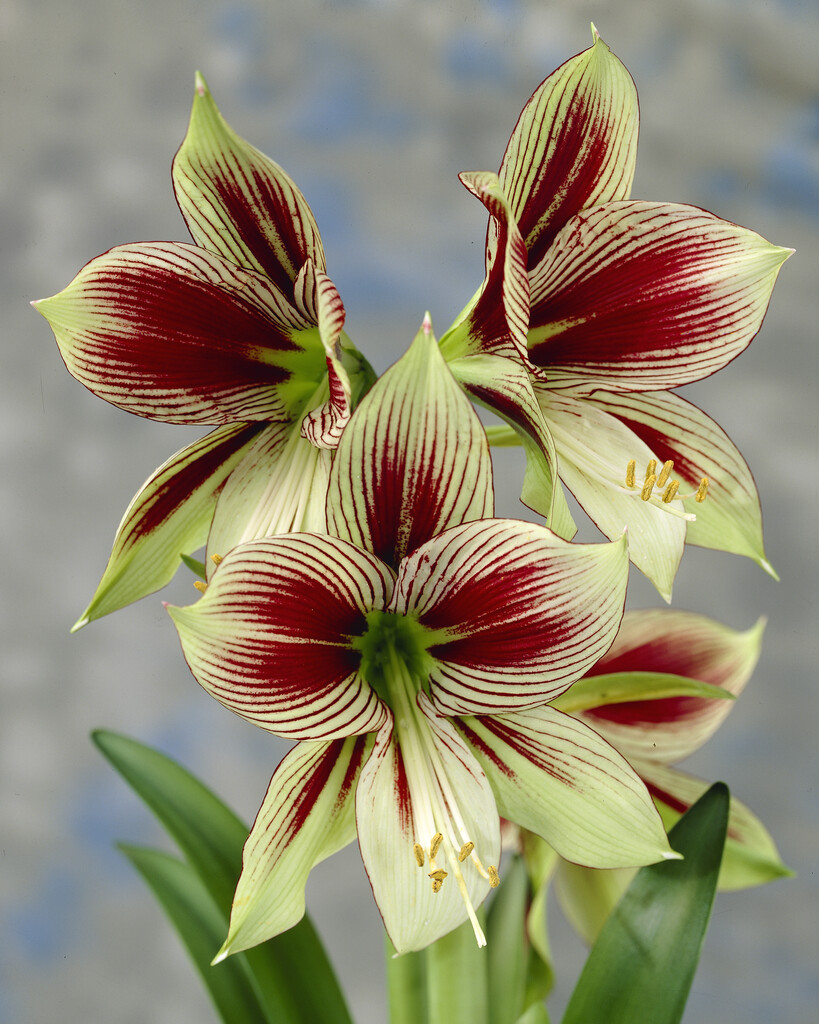 Amaryllis Papilio 24/26