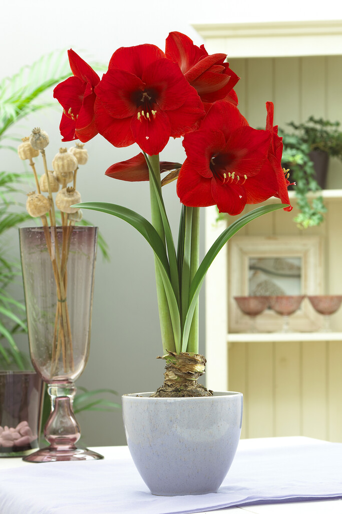 Amaryllis Red Lion 30/32