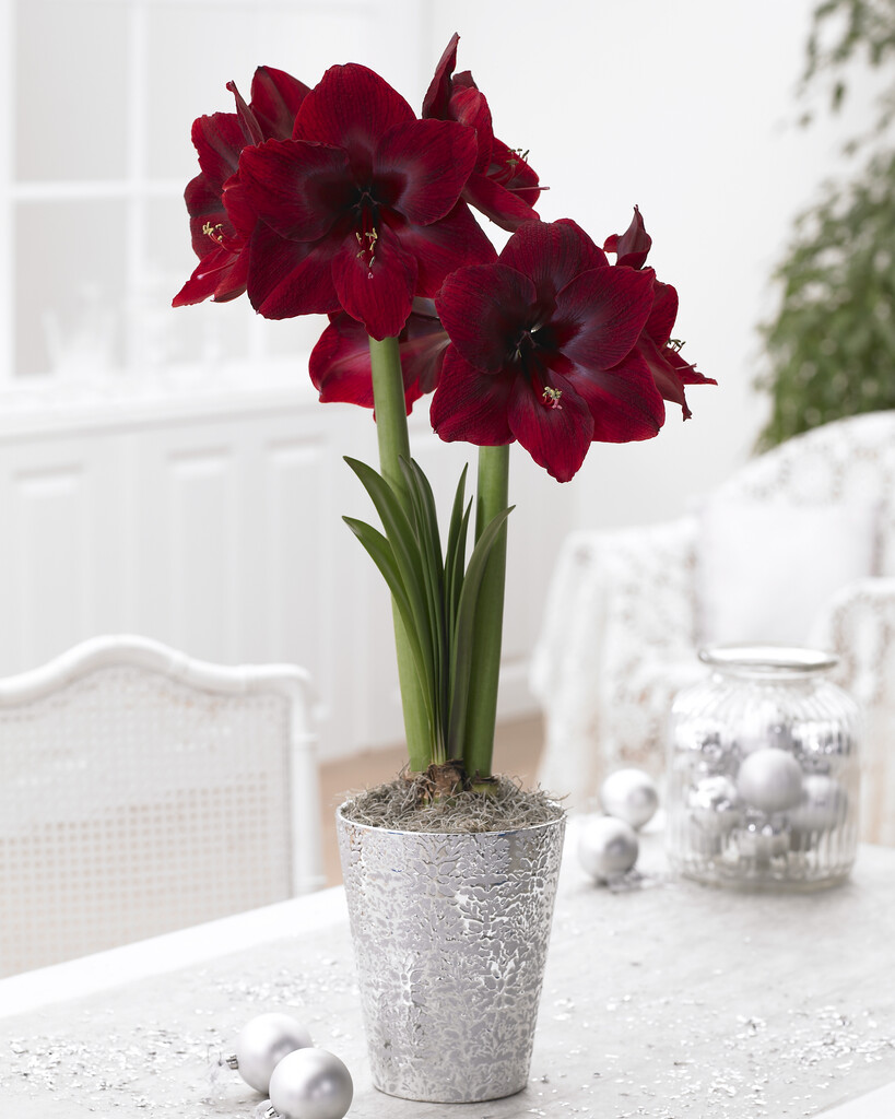 Amaryllis Red Pearl 30/32