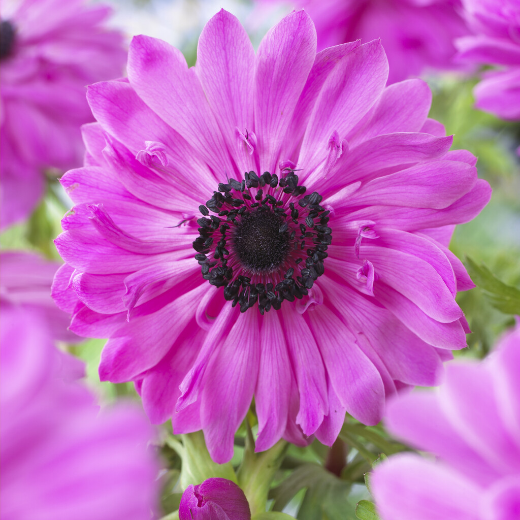 Anemone Coronaria Admiral 5/6
