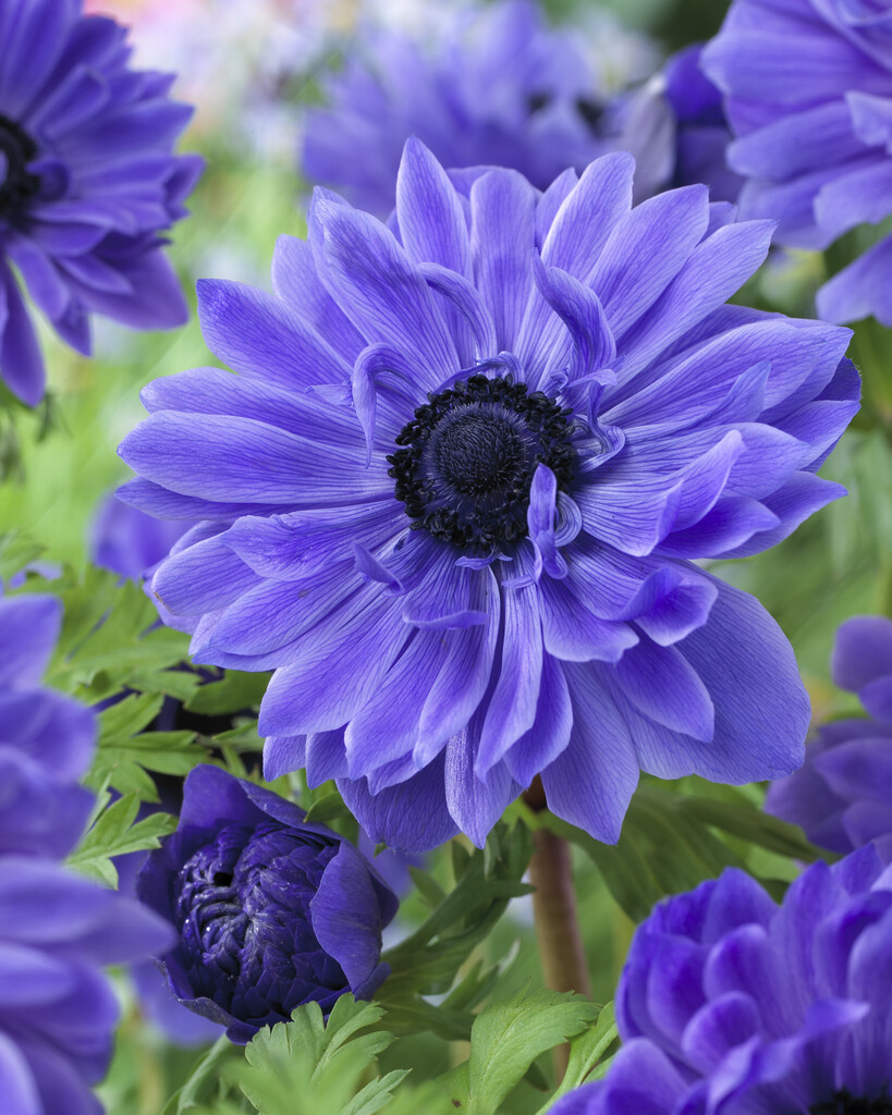 Anemone Coronaria Lieutenant 5/6