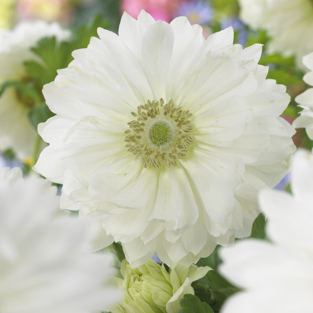 Anemone Coronaria Mount Everest 5/6