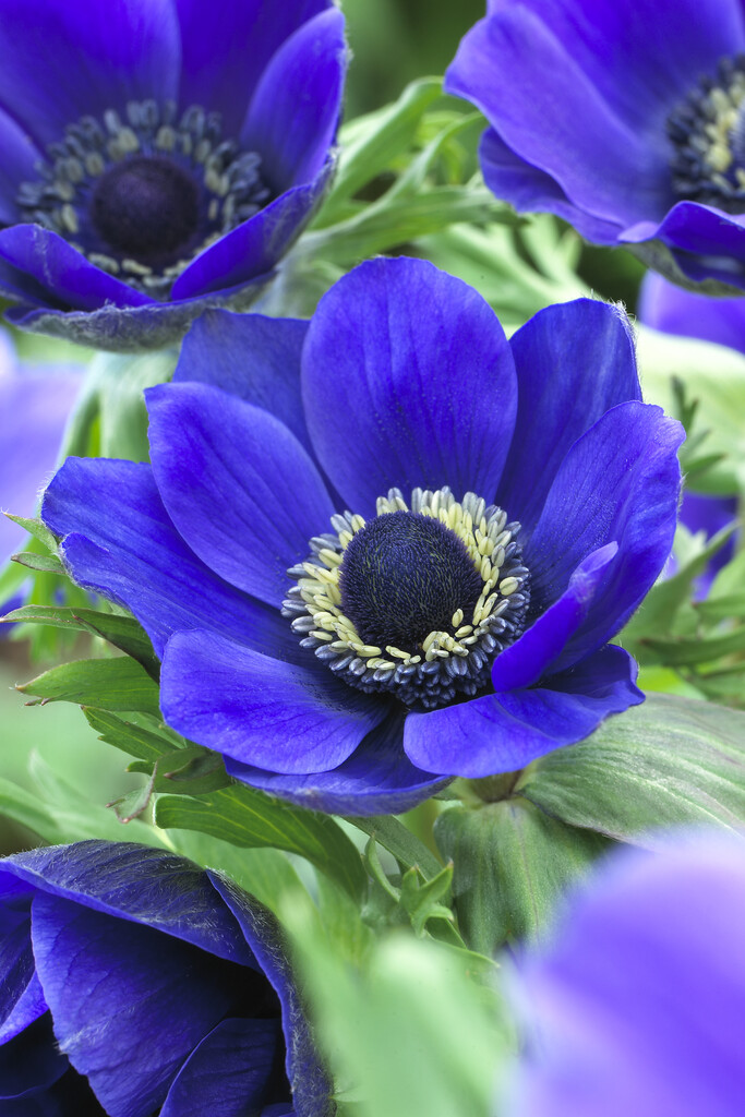 Anemone Coronaria Mr. Fokker 5/6