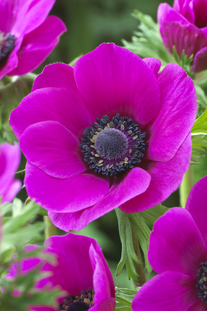Anemone Coronaria Sylphide 5/6