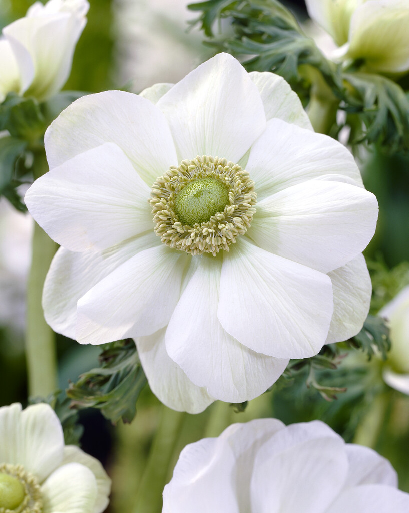 Anemone Coronaria The Bride 5/6