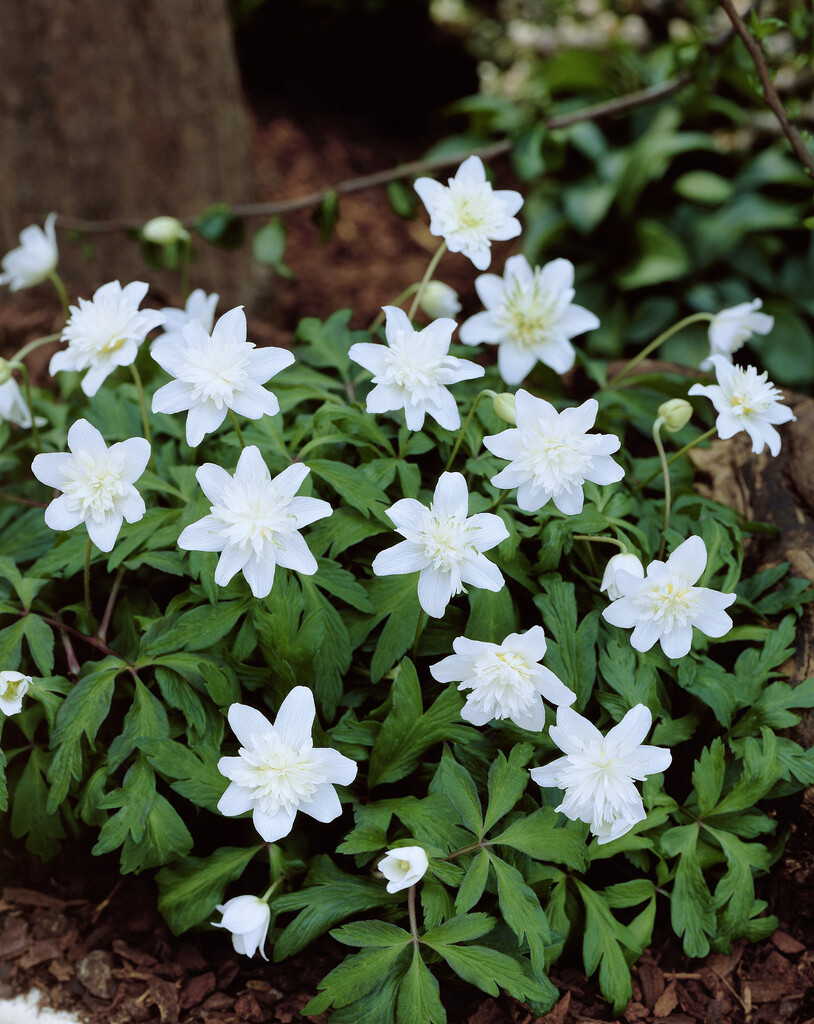 Anemone Nemorosa I
