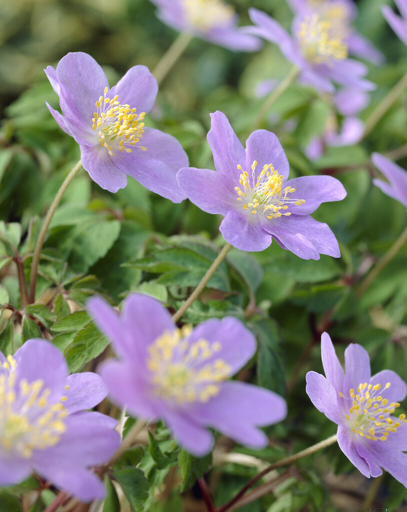 Anemone Robinsoniana I