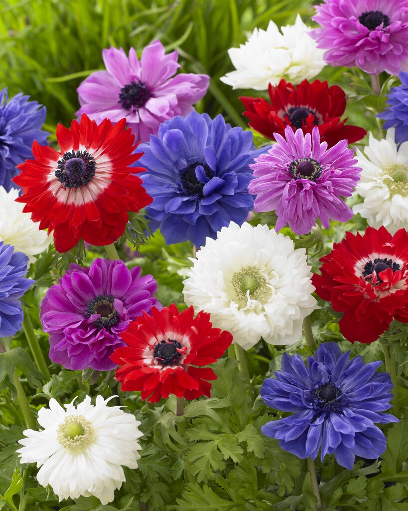Anemone St. Brigid Mixed 5/6