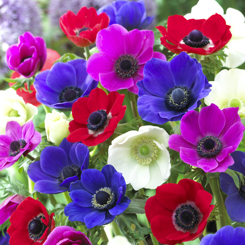 Anemone The Caen Mixed 5/6