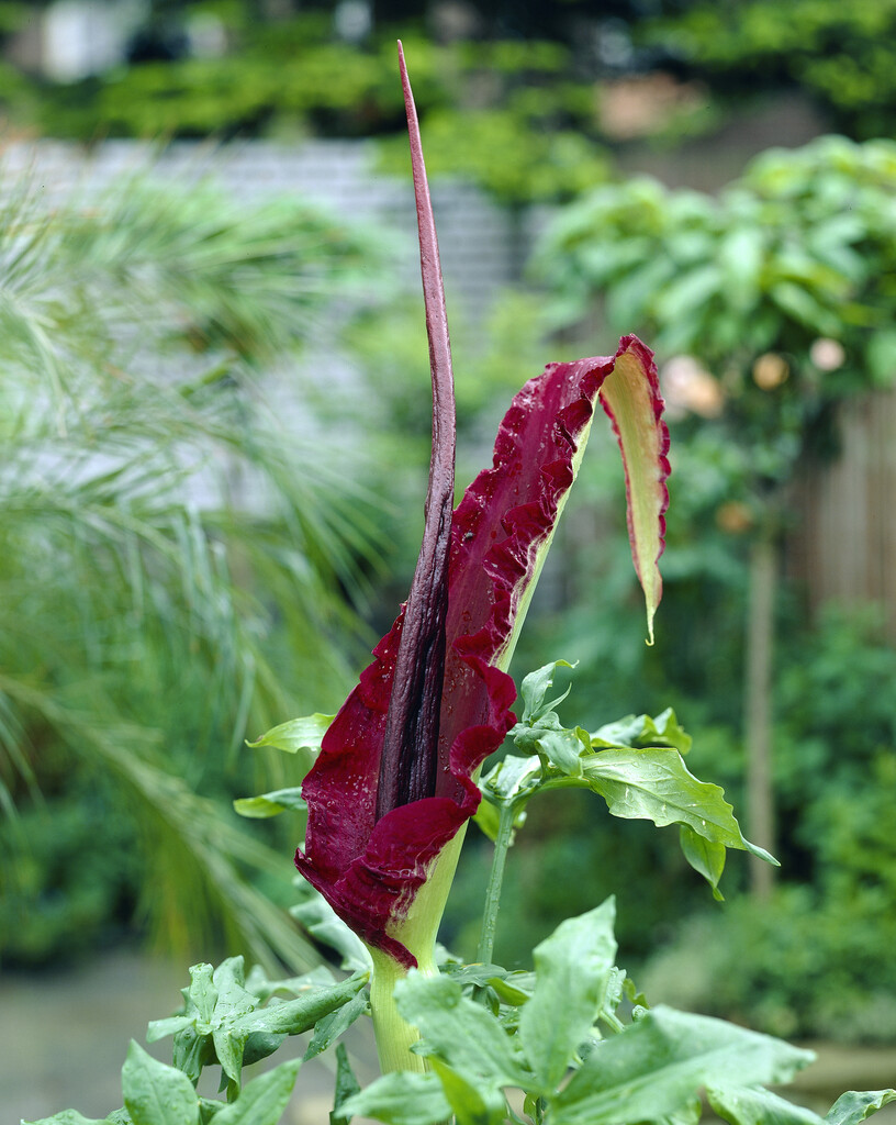 Arum Dranculus Vulgaris  20/25