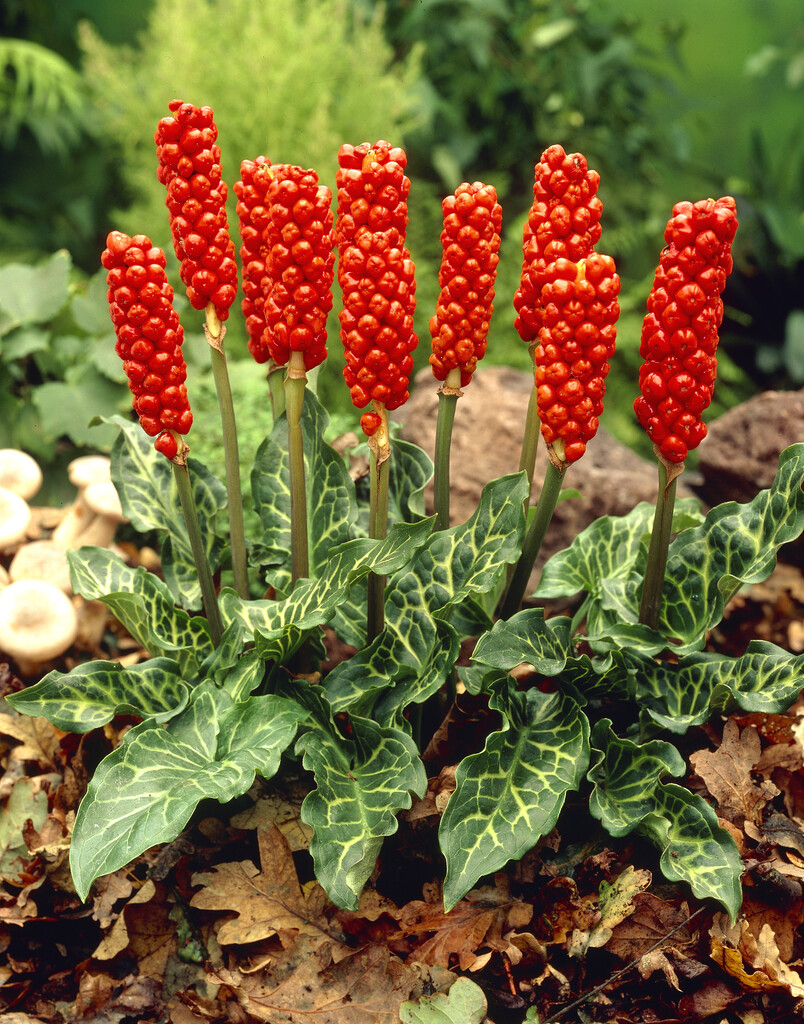 Arum Italicum I