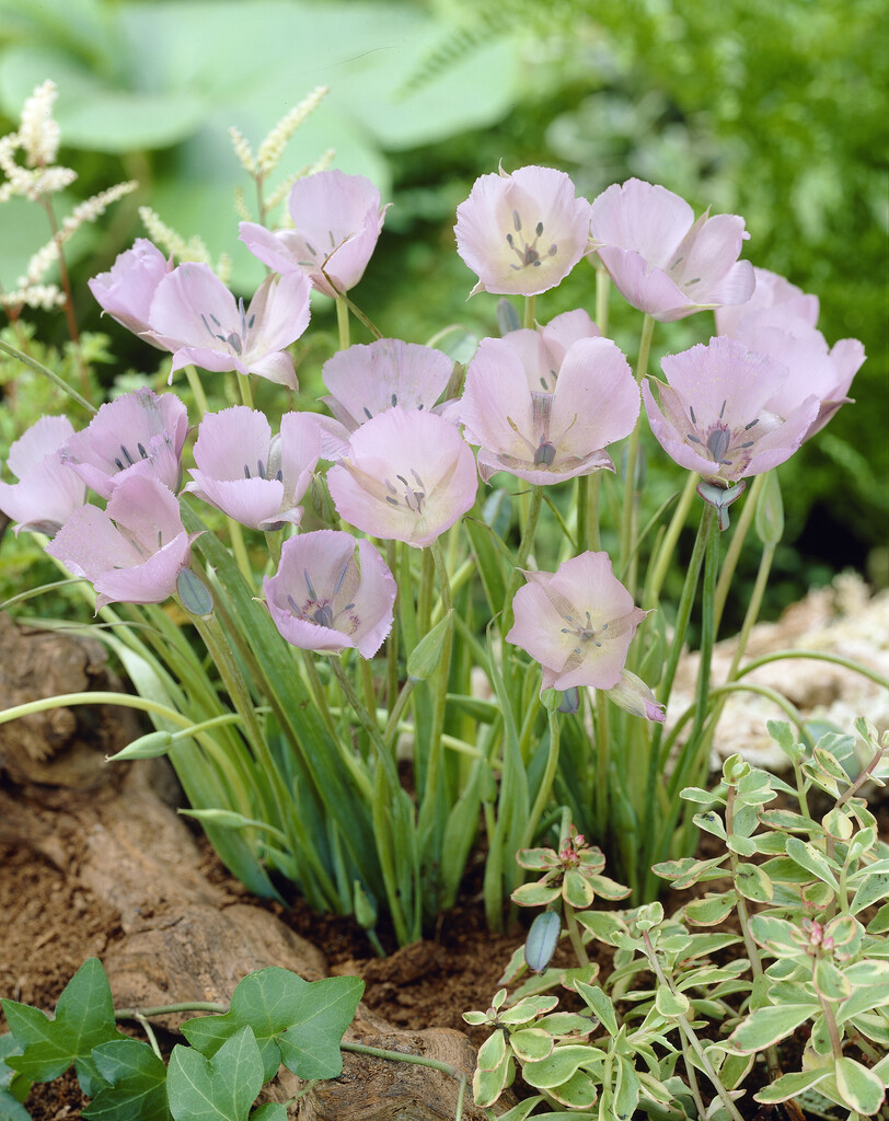 Calochortus Cupido 4/5
