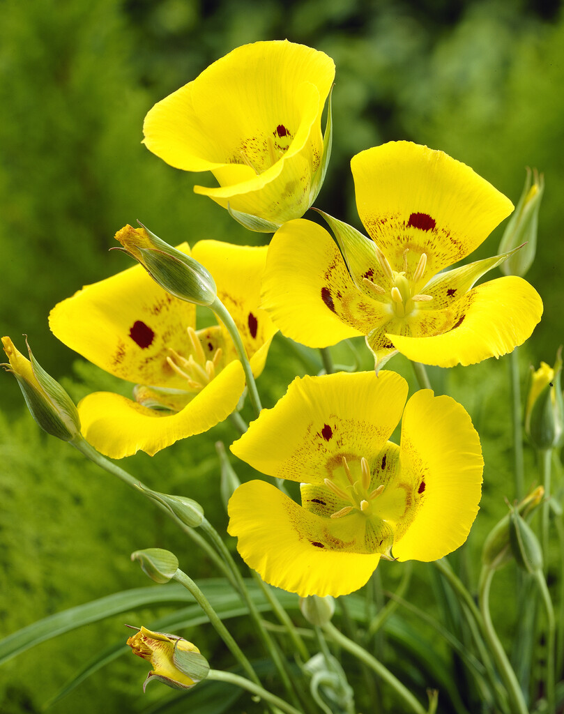 Calochortus Golden Orb 4/5