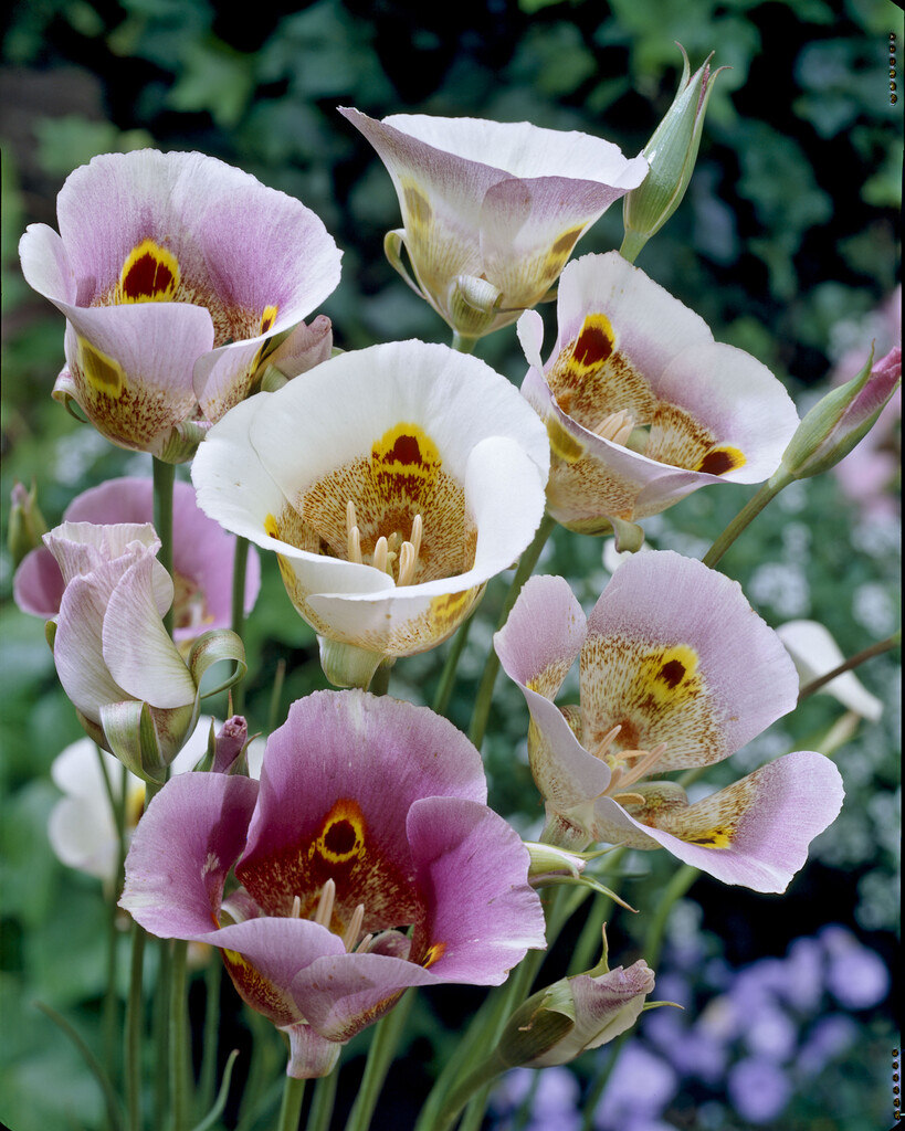 Calochortus Superbus 4/5