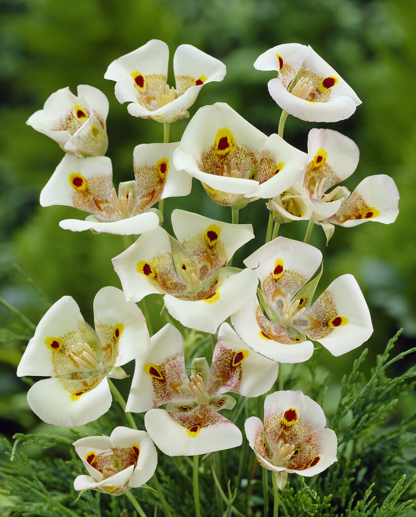 Calochortus Venustus 4/5