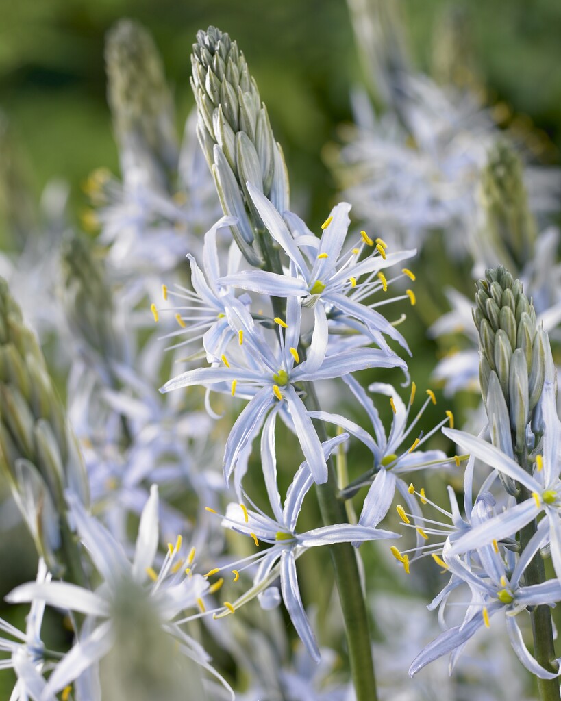 Camassia Cusickii 14/16