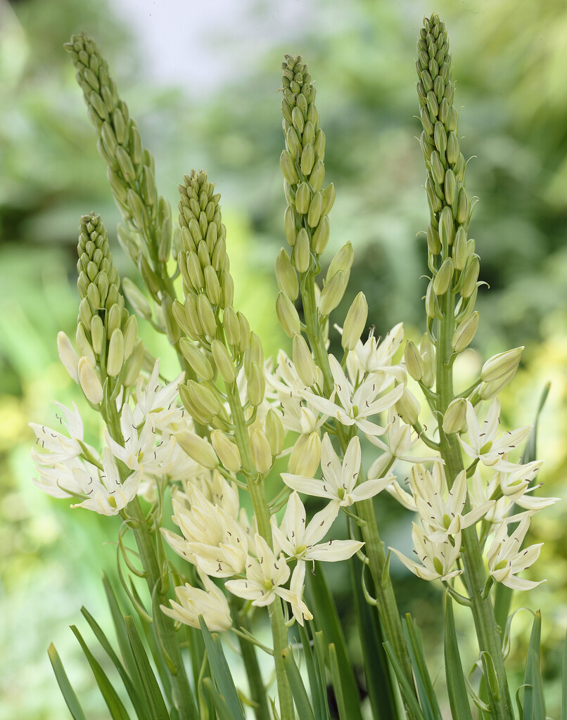 Camassia Leichtlini Alba 12/14