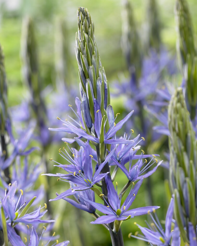 Camassia Leichtlini Blue 12/14