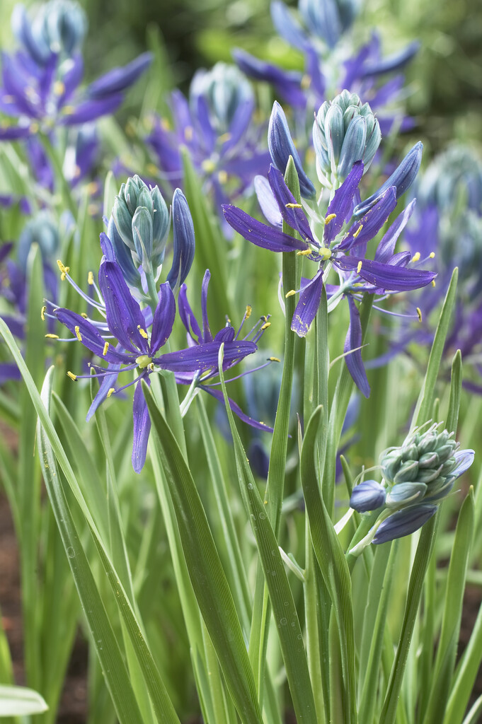 Camassia Quamash 6/7