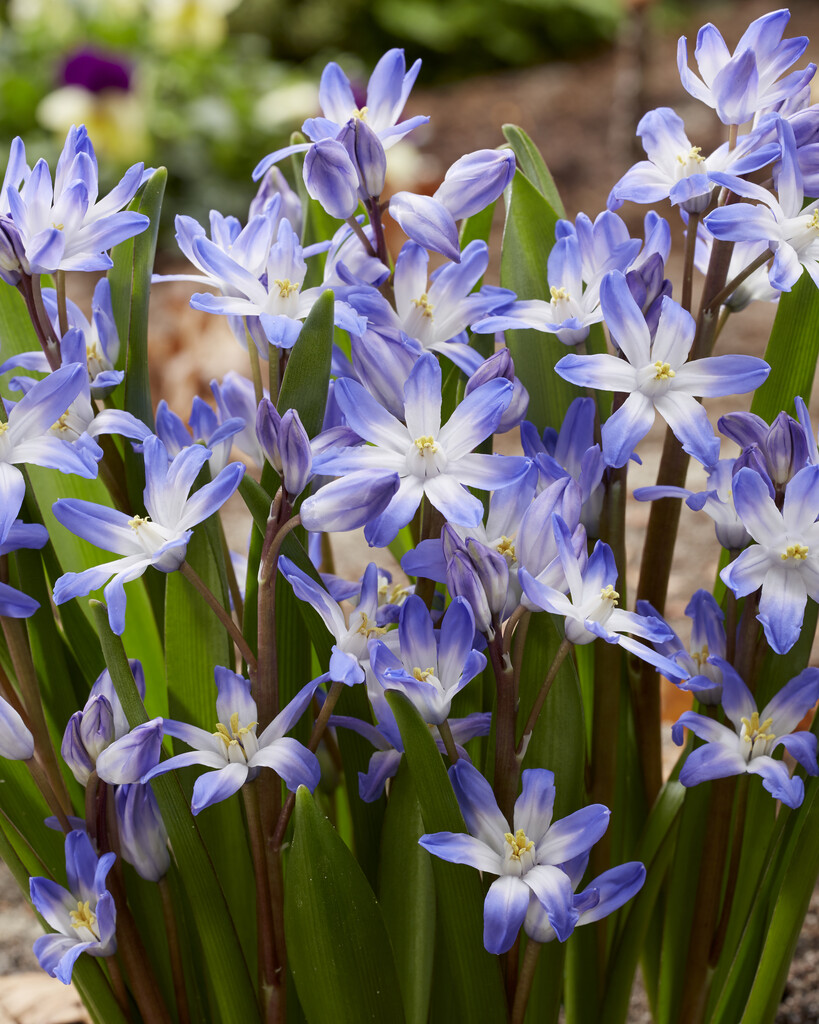 Chionodoxa Blue Giant 5/6