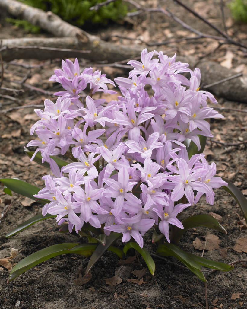 Chionodoxa Rosy Queen  5/6