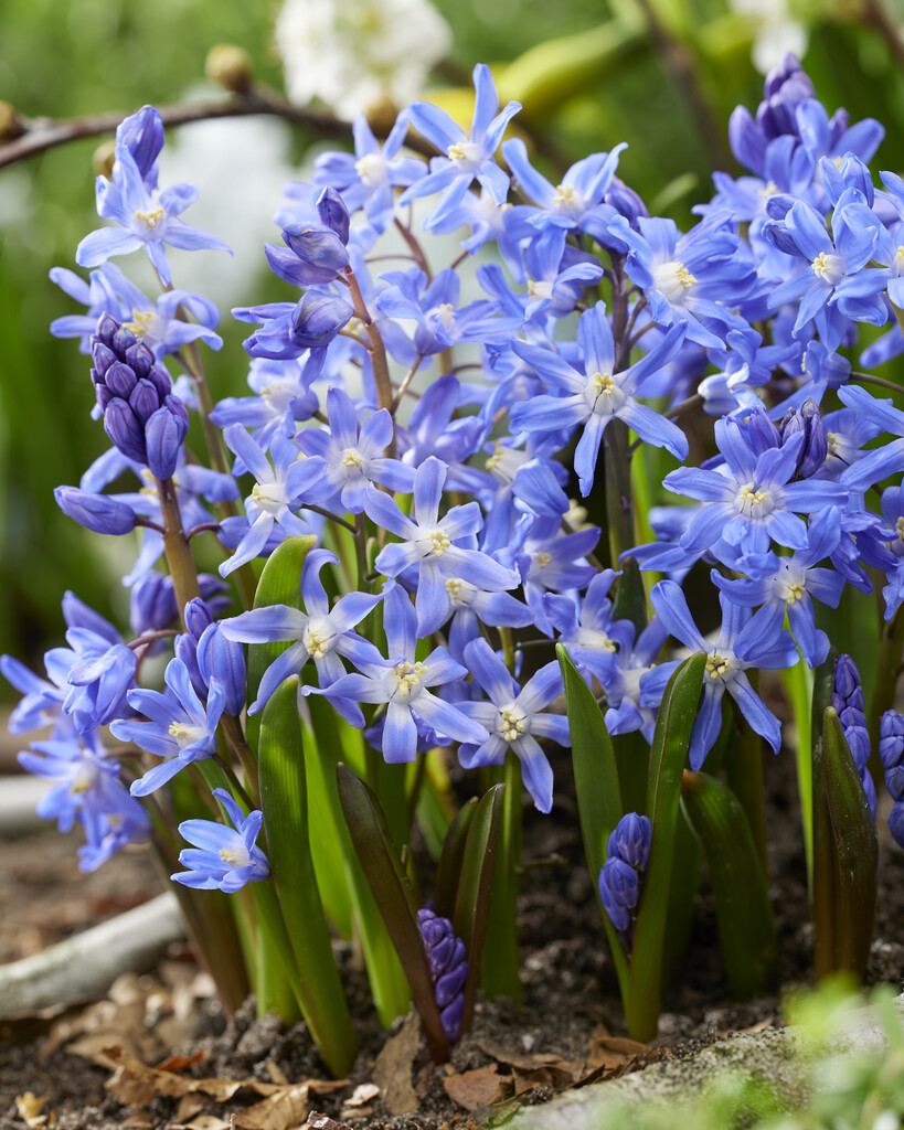 Chionodoxa Sardensis 5/6