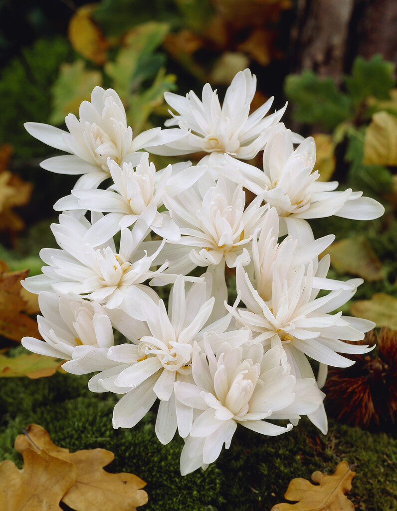 Colchicum Alboplenum 13/+