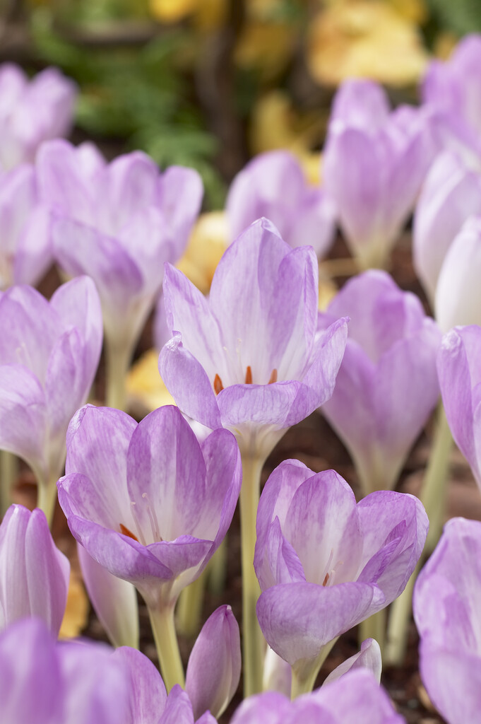 Colchicum Byzantinum 24/+