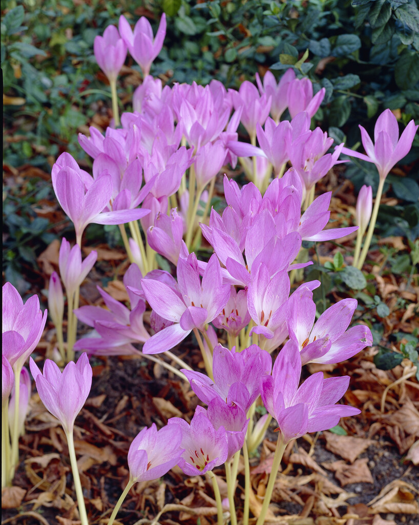 Colchicum Lilac Wonder 20/+