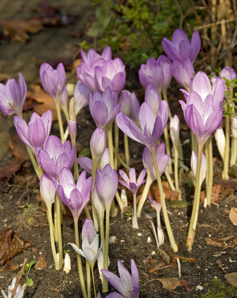Colchicum The Giant 20/22