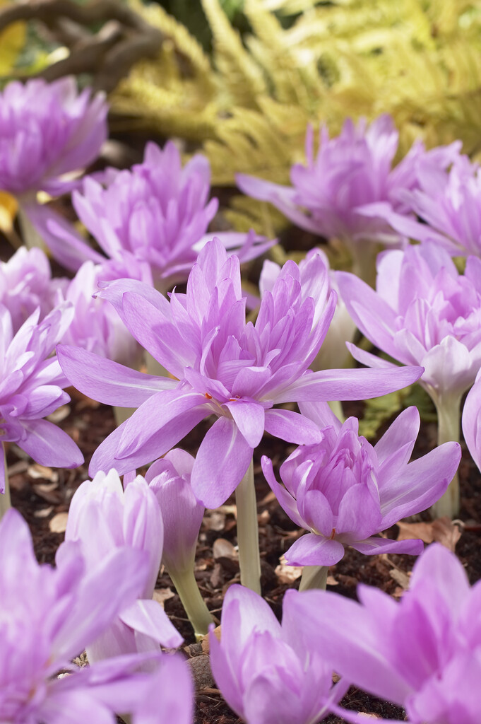 Colchicum Waterlily 14/16