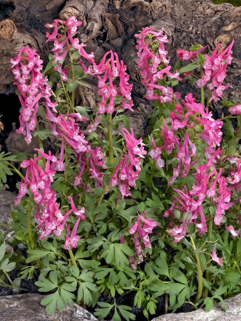 Corydalis Beth Evans 6/8