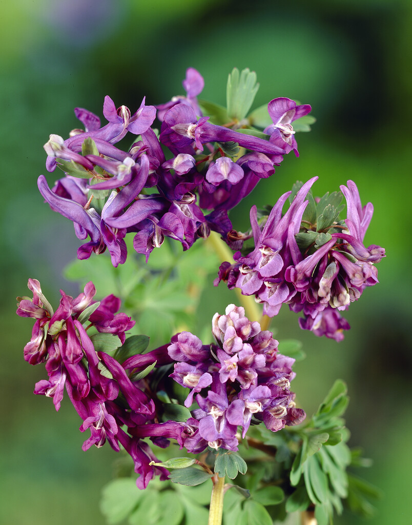 Corydalis Solida 5/6