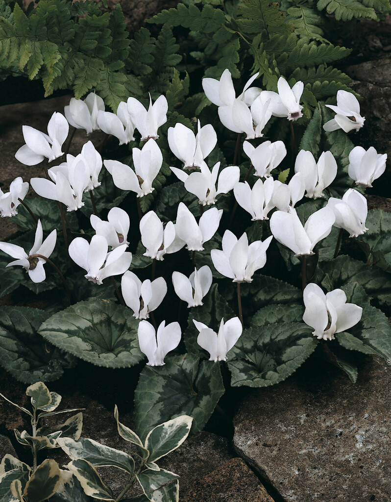 Cyclamen Album 10/+