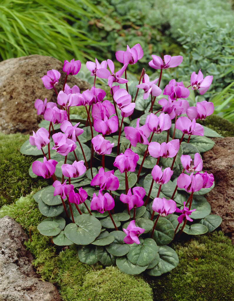 Cyclamen Coum 13/15