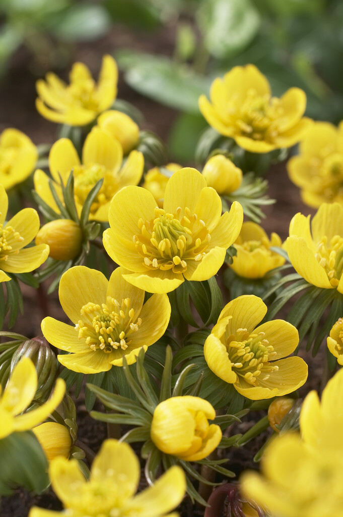 Eranthis Cilicica 5/+