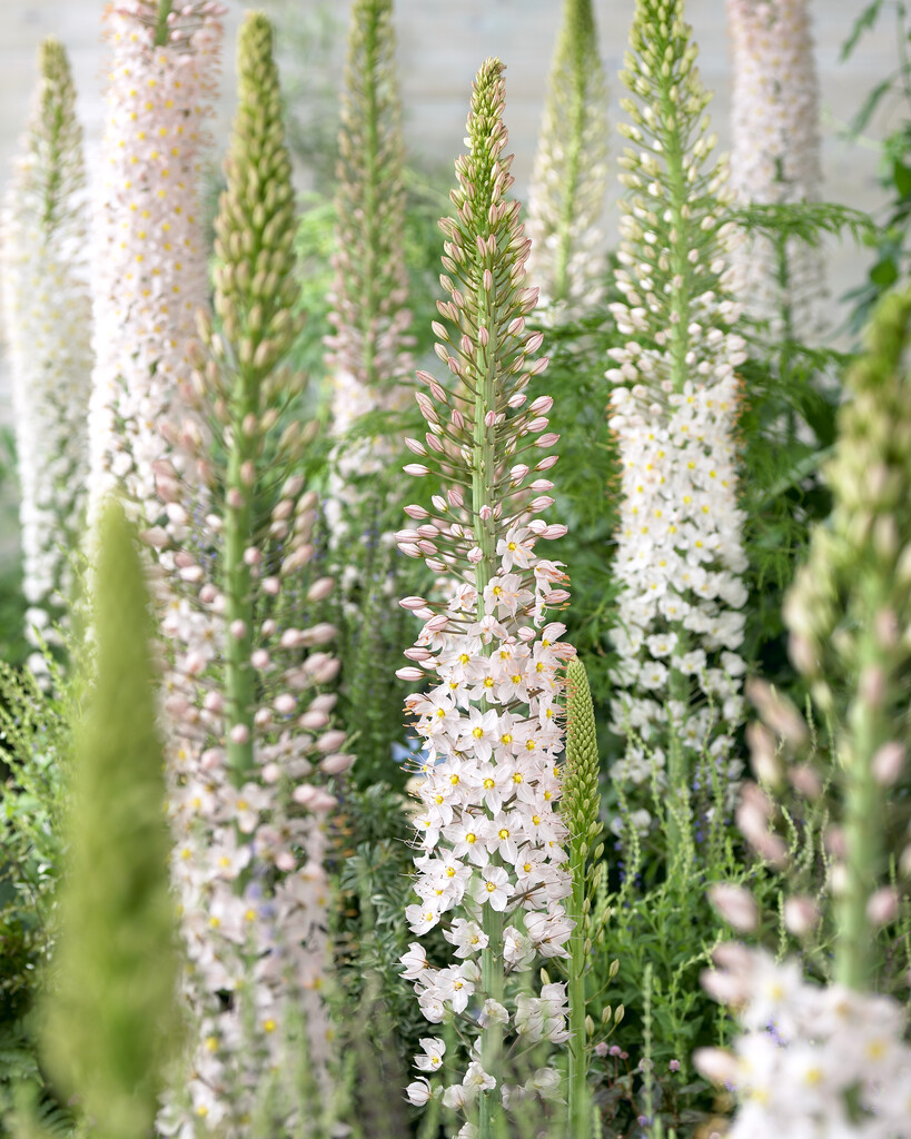 Eremerus Robustus I (oktober)