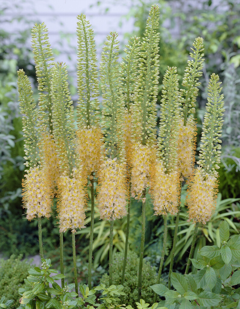 Eremerus Romance I (oktober)