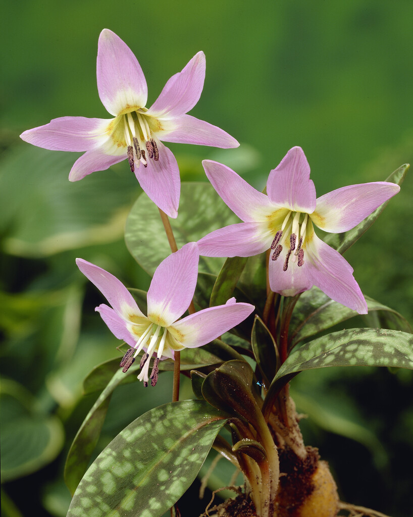 Erythronium Den Canis I
