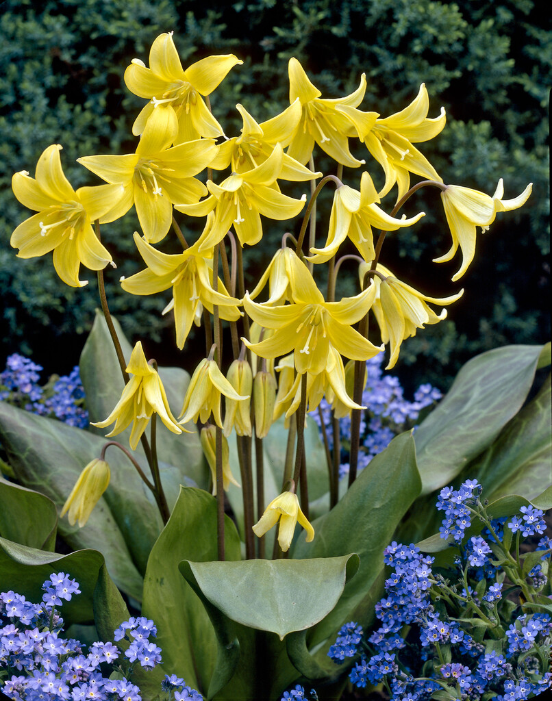 Erythronium Pagoda I