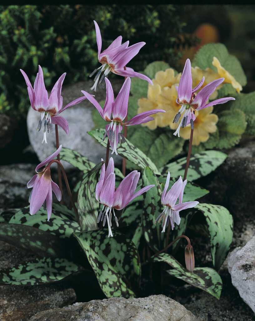 Erythronium Purple King I