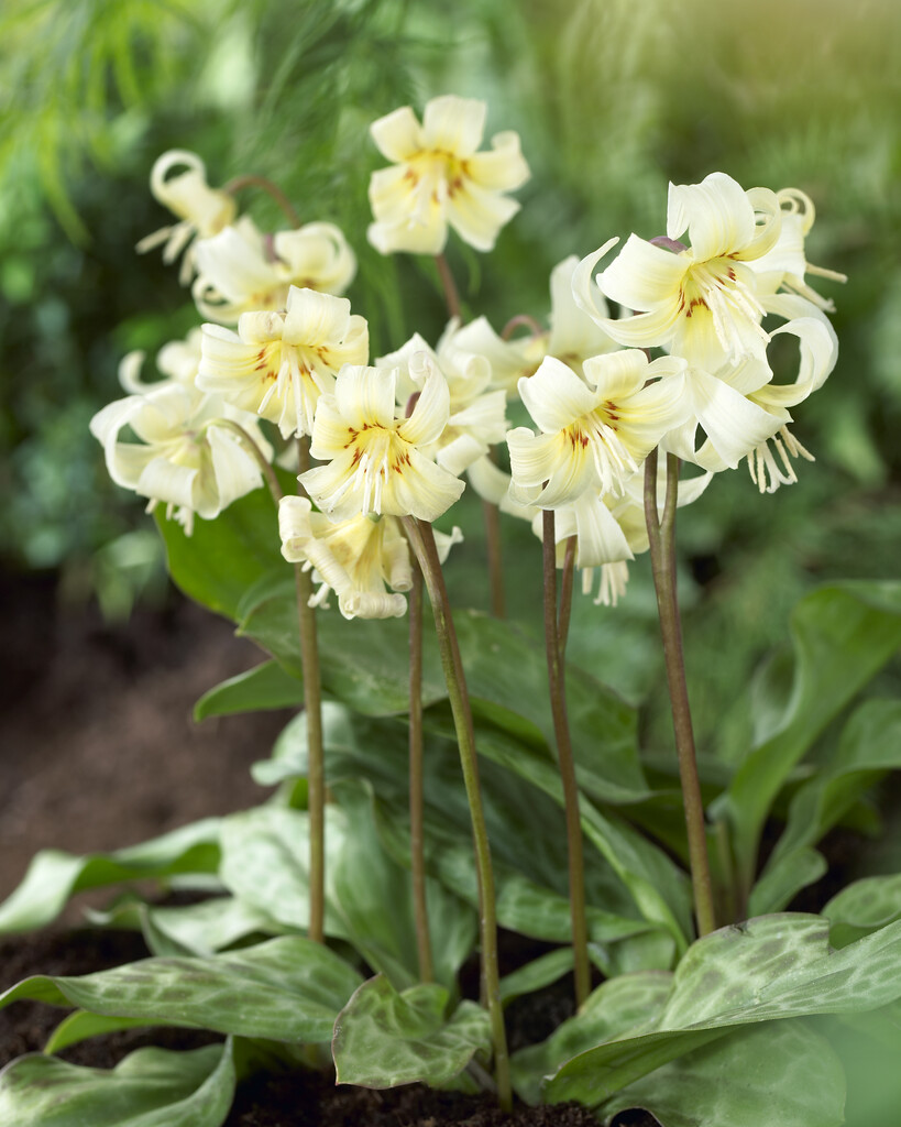 Erythronium White Beauty I